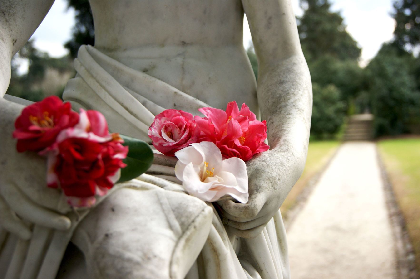 Middleton Place statue with camellias